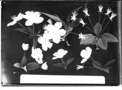 Crabapple flowers and leaves at Burbank's Experiment Farm in Sebastopol