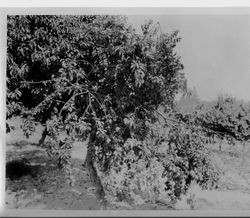 Ripe plum tree HH-5 "Cranberry Plum" at Gold Ridge Experiment Farm, late summer, 1928