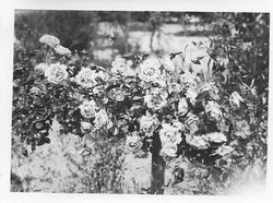 Rose bush, dated on back "Apr 28 1931"