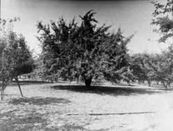 Apple orchard possibly in Sebastopol, California, 1930s