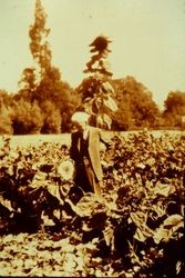 Luther Burbank in a row of flowers