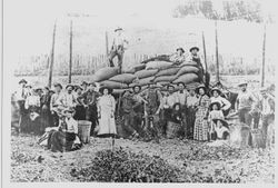 Hop pickers at Cunningham Ranch, 1896