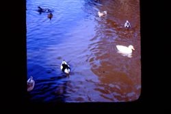 Ducks in Ives Park pond, Sebastopol, about 1965