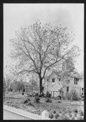 Paradox Burbank black walnut, Santa Rosa, California, April 10, 1930