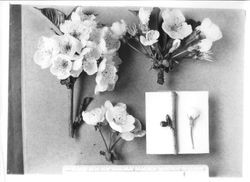 Gold Ridge Experiment Farm Burbank Cherry T-2 "Lambert" stock tree blossoms displayed with a ruler showing size, April 3, 1931