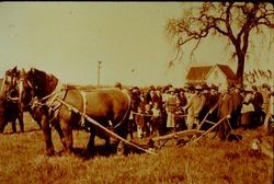 Luther Burbank behind a plow and team of horses, about 1915