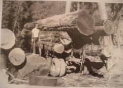 Junker & Rubel logging in Mendocino County
