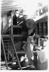 Women workers in uniforms working at the apple spec table and packing apples in tissue paper at the Barlow Ranch