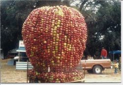 Gravenstein Apple Fair 'sculpture' of a huge apple made of apples, between 1980 and 1990s. Oak trees are seen in the background