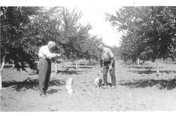 Whitham prune orchard in Windsor