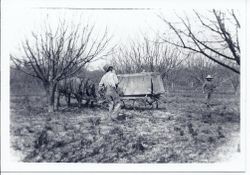 Al Focha at Twin Pines apple orchard in Sebastopol, 1910