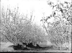 Apple orchard in bloom in Sebastopol
