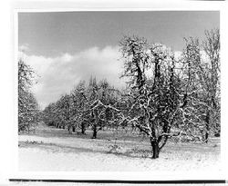 Snow-covered apple orchard in Sebastopol in January 1907 or, 1908