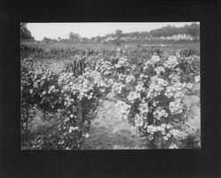 Burbank's Gold Ridge Experiment Farm in Sebastopol with various plants in experimental garden--climbing roses in foreground