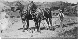 Farmer following two horses pulling a plow in what appears to be a dormant vineyard during the winter in California, postmarked August 19, 1913