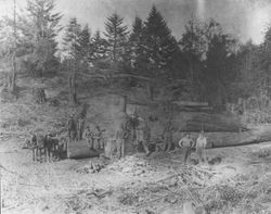 Logging crew at Duncans Mills Land and Lumber Company with redwood logs and a Dolbeer donkey steam engine, 1899