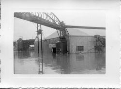 Flooded streets of east Sebastopol around the Sebastopol Road and Laguna area by the Sebastopol Coop Cannery Plant, 1951