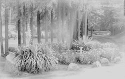Rio Nido garden, about 1920