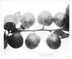 Plums AA-4 on a branch, July -1929