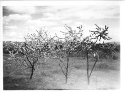 Various fruit trees in bloom at Burbank Gold Ridge Experiment Farm