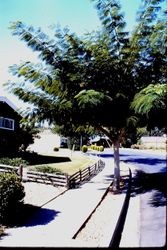 Tree on residential street in Sebastopol, California, 1970