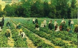 Picking strawberries near Sebastopol, California in 1915