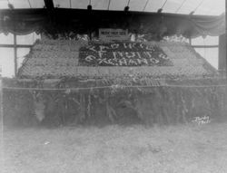 Circa 1930 Gravenstein Apple Show display of the Pacific Fruit Exchange of Sebastopol