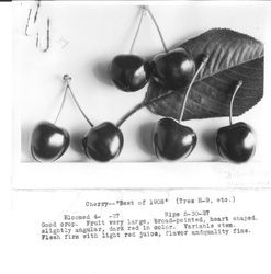 Identification of Luther Burbank cherry hybrid from the Gold Ridge Experiment Farm--six cherries (Best of 1908" (Tree H-9, etc.)) with leaf, ripe May 30, 1927