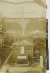 1910 Gravenstein Apple Show display of Analy Savings Bank