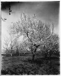 Plum tree L-33 "Great Yellow,""Best Yet" and "Giant Yellow" in bloom at Gold Ridge Experiment Farm, March 11, 1929