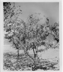 Ripe plum tree QQ-23 (E.T.) at Gold Ridge Experiment Farm, July 25, 1928