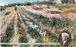 Luther Burbank Experiment Farm with oval insert photo of Burbank in lower right, about 1900