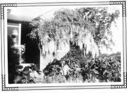 J. B. Peterson house with wisteria in Barnett Valley, southeast of Occidental, California, May 1928