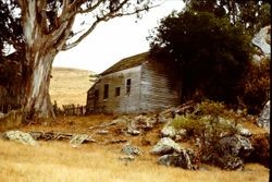 Unidentified old barn, fence and Eucalyptus tree, 1982