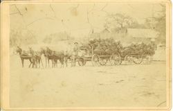 Pat Pierini with two wagon-loads of charcoal in sacks pulled by six mules in harness near the Laguna de Santa Rosa