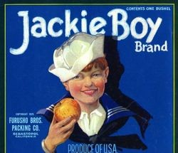 Apple box label of "Jackie Boy Brand" from the Furusho Brothers of Sebastopol, copyright 1925