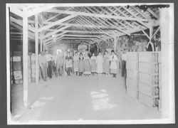 Group of men and women workers inside an apple packinghouse (possibly Garcia & Maggini), about 1920s