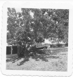 Taniguchi apple Ranch at 1667 Bloomfield Road, Sebastopol