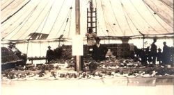 Gravenstein Apple Show, year unknown, display of long tables full of plates of various apples with signs indicating the area in which the apples were grown