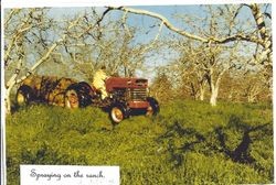Applying dormant spray in the Morita apple ranch in Sebastopol, about 1980