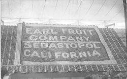 1911 Gravenstein Apple Show display by the Earl Fruit Company of Vacaville