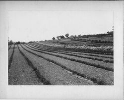 Luther Burbank's Gold Ridge Experiment Farm in Sebastopol with rows of plants