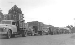 Line of trucks loaded with apple boxes labeled "R" for Roberts Orchard going to the cannery, 1961