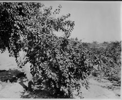 Ripe plum tree HH-5 "Cranberry Plum" at Gold Ridge Experiment Farm, late summer, 1928