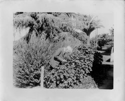 Luther Burbank, shown in 1925, hybridizing a flowering maple