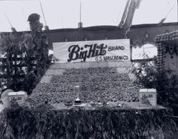 Gravenstein Apple Show display by G.S. Mascagni Company of Sebastopol of "Fancy Big Hit Brand" Gravenstein apples, 1930s