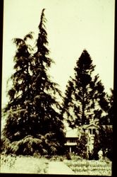 Cedar of Lebanon tree at Luther Burbank's Home and Garden in Santa Rosa, California