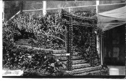 Sebastopol's Gravenstein Apple Show display of a Japanese gate and path made from apples