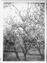 Various fruit trees in bloom at Burbank Gold Ridge Experiment Farm