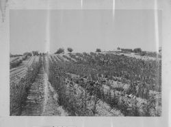 Luther Burbank's Gold Ridge Experiment Farm in Sebastopol with rows of lilies